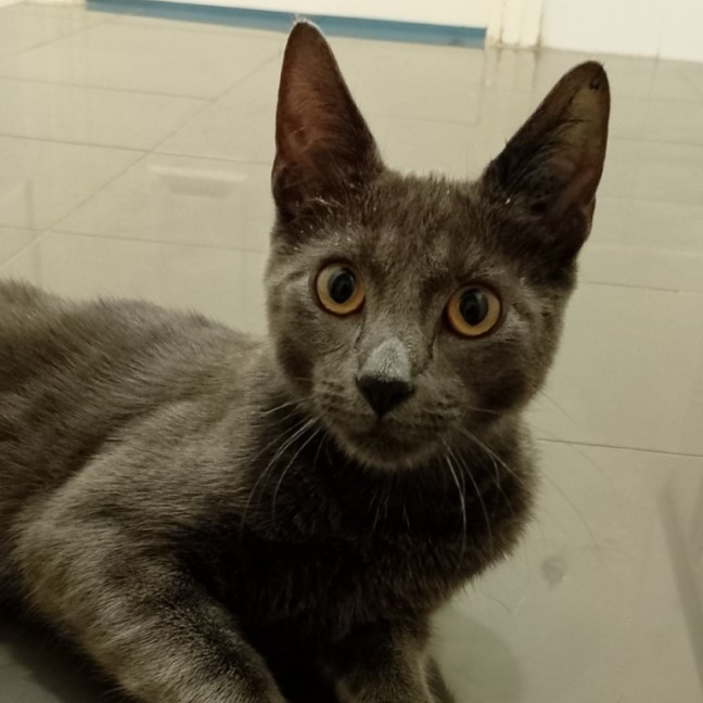 Photo of Stripey Gazza