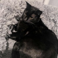 Photo of 🖤Mini🖤 (Located In Caroline Springs)