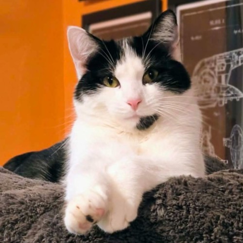 Espie ** 2nd Chance Cat Rescue ** - Domestic Short Hair (DSH) Cat