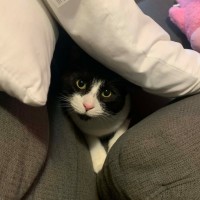 Photo of Taco