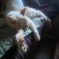 Photo of Hadley 🩷