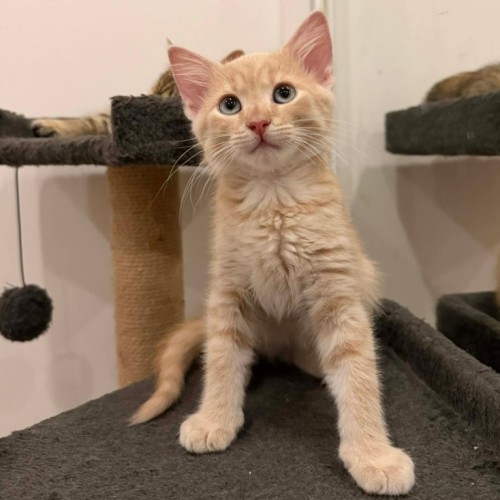 Bear  - Domestic Short Hair (DSH) Cat