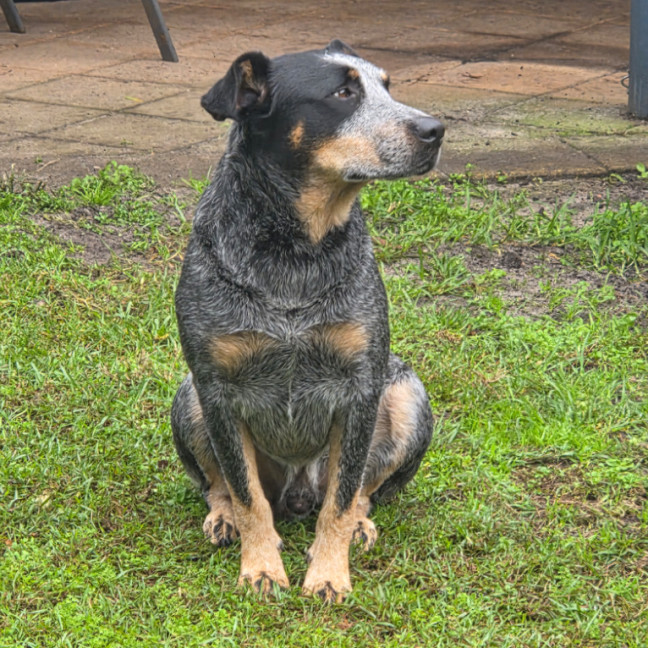 Photo of Digger