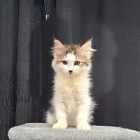 Photo of Brody