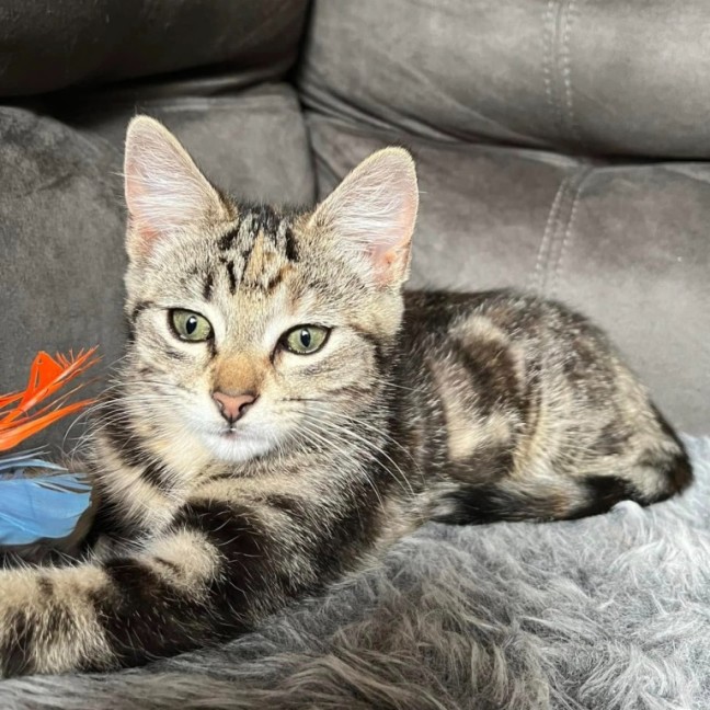 Photo of Lily**2nd Chance Cat Rescue**