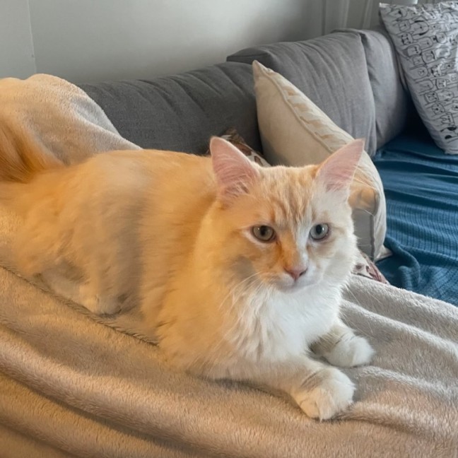 Photo of Alfie
