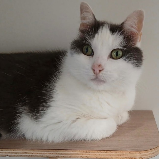 Photo of C1600 Roxy 
