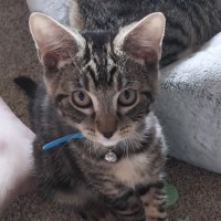 Photo of Pudding ^^Dandy Cat Rescue^^