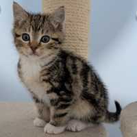 Photo of Floyd^^Dandy Cat Rescue^^
