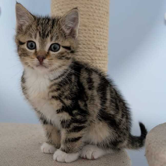 Photo of Floyd^^Dandy Cat Rescue^^