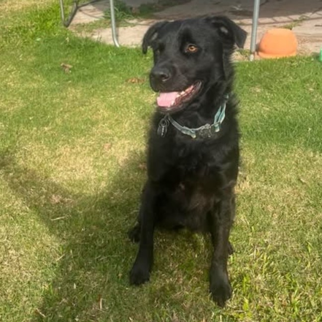 Photo of Luna