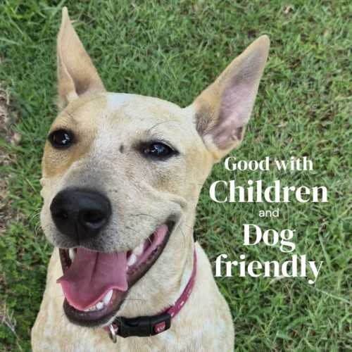 Phoebe - Mixed breed Dog