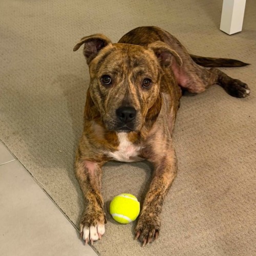 Derek imp 1110 - American Staffordshire Terrier Dog