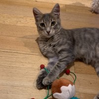 Photo of Phineas & Foxy