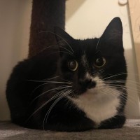 Photo of Cha Cha And Mia