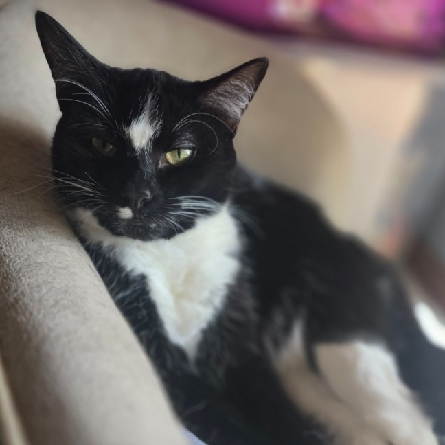 Photo of Baileys