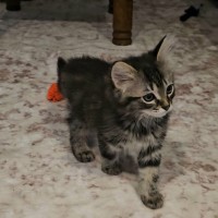 Photo of Jammy Dodger   Meet Me @ Petstock Prahran 15 Feb