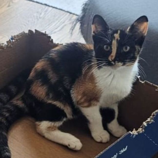 Photo of Chispita