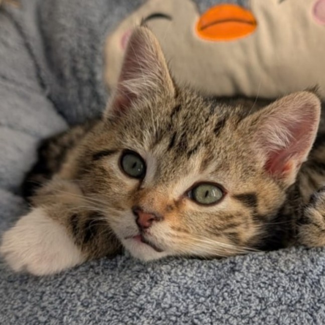 Photo of Floyd^^Dandy Cat Rescue^^