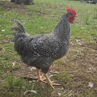 Photo of Plymouth Rock