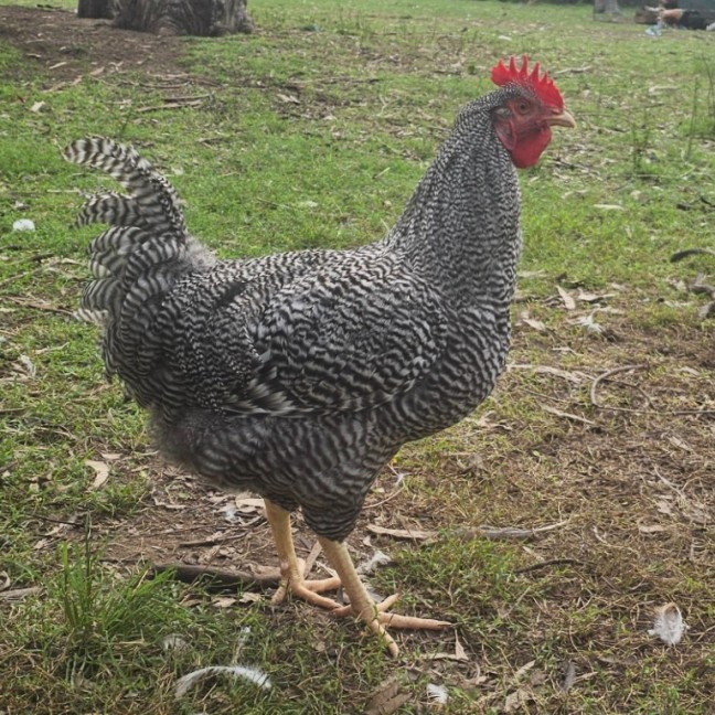 Photo of Plymouth Rock