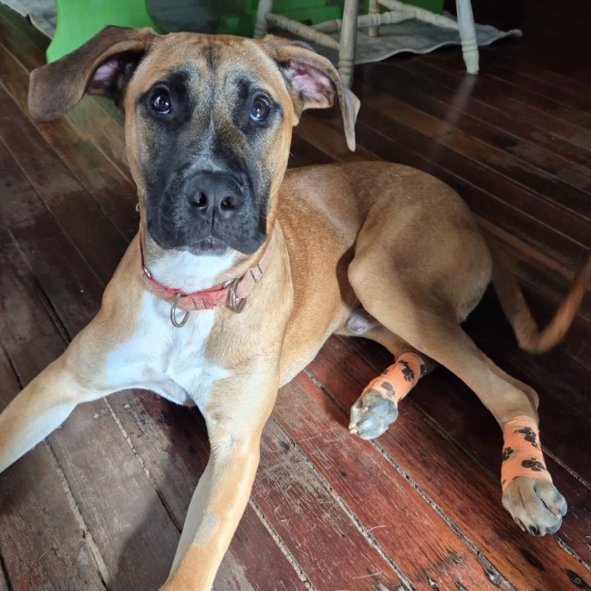 Photo of Buddy