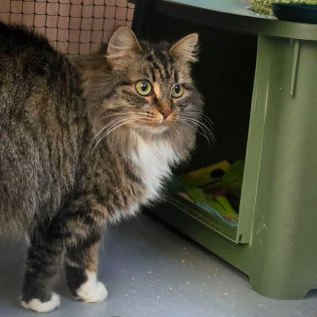 Photo of Maple ** 2nd Chance Cat Rescue **