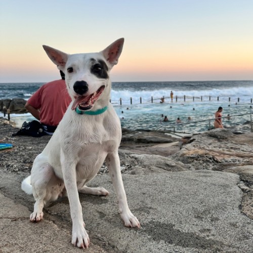 Luna Lou - 2 Year Old Cattle Dog X - Australian Cattle Dog