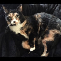 Photo of Chanel And Dolce