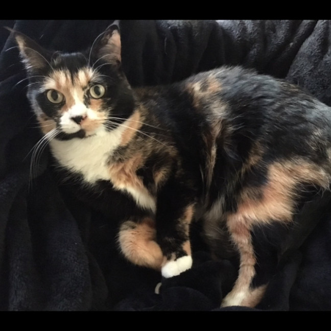 Photo of Chanel And Dolce