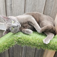 Photo of Smokey