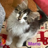 Photo of Mario**2nd Chance Cat Rescue**