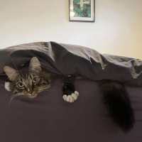 Photo of Freddy   In Foster Care In Preston