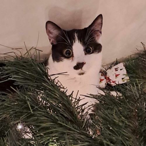 Hank - Domestic Short Hair Cat