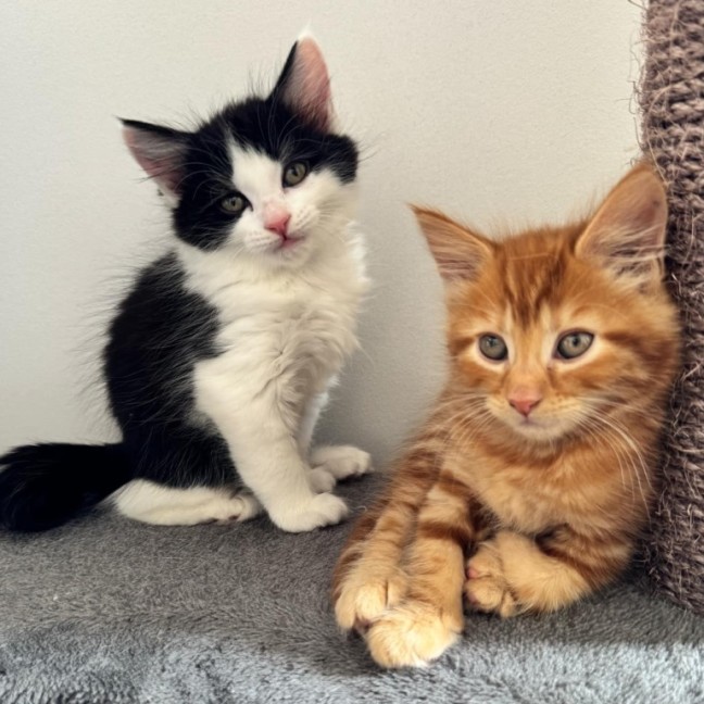 Photo of Benny & Gatsby