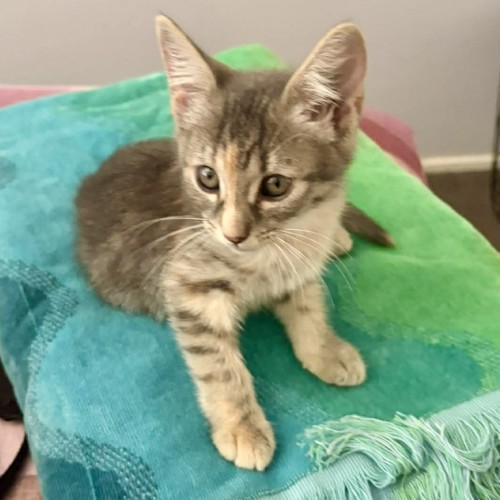 Possum - Domestic Short Hair (DSH) Cat