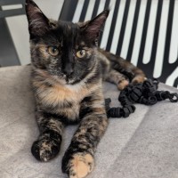 Photo of Dotti