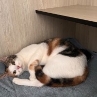 Photo of C1379 Lucky