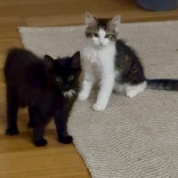 Photo of Orlando And Clem 