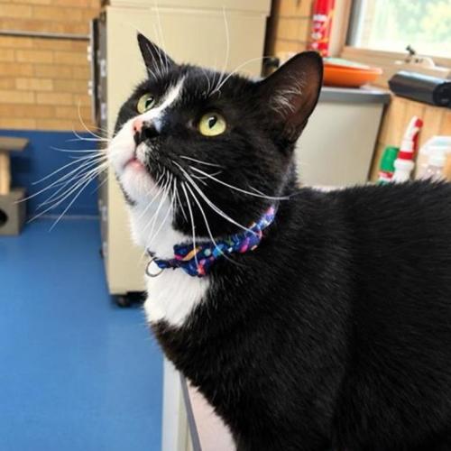 Pablo - Domestic Short Hair (DSH) Cat