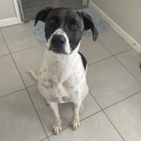 Photo of Poppy