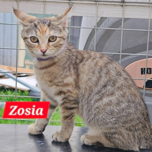 Photo of Zosia**2nd Chance Cat Rescue**