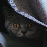 Photo of Moxie Blue Moon