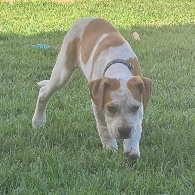 Photo of Toffee