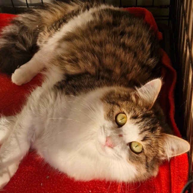 Photo of Tiger Lily