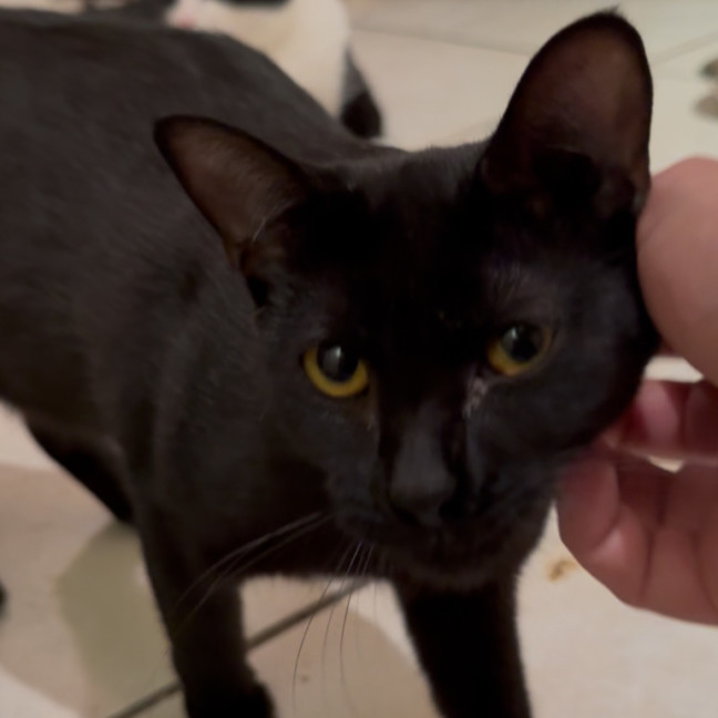 Photo of Nova