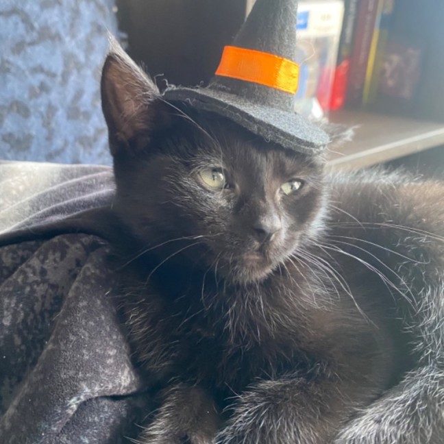 Photo of Hebe **2nd Chance Cat Rescue**