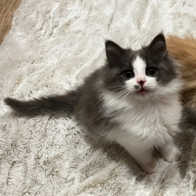 Photo of Dill Pickle