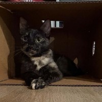 Photo of Biscuit