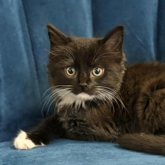 Photo of 🖤 Kash 🖤